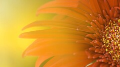 Plants orange Flowers