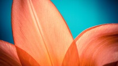 Plants orange petals Flowers blue background gradient