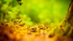 Plants outdoors colorful