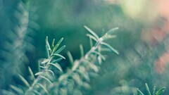 Plants outdoors depth of field