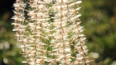 Plants outdoors Flowers
