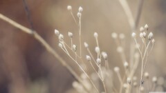 Plants outdoors Flowers