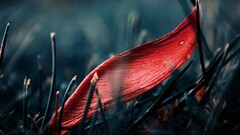 Plants outdoors leaves