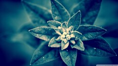 Plants outdoors petals Flowers