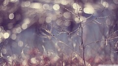 Plants outdoors purple Violet landscape blurred