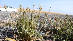 Plants outdoors sky Car
