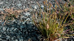Plants outdoors stones