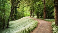 Plants pathway Flowers forest foliage
