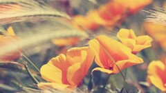 Plants Poppies spike Flowers