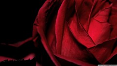 Plants rose Flowers red flowers