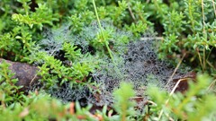 Plants spider webs dew outdoors