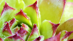 Plants Succulent Flowers macro deviantart