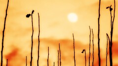 Plants sun blurred sunlight yellow