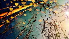 Plants sunlight deviantart outdoors