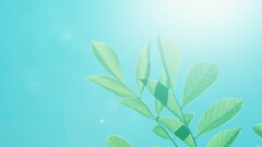 Plants sunlight leaves cyan bright