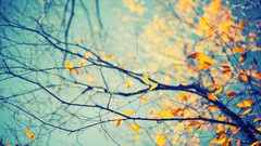 Plants Trees fall cyan branch bright