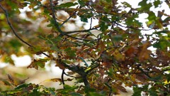 Plants Trees outdoors