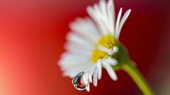 Plants water drops Flowers red background white red