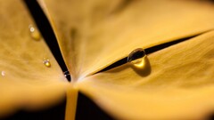 Plants water drops Flowers yellow flowers macro