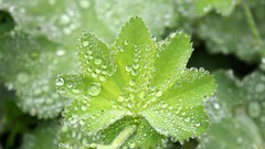 Plants water drops leaves outdoors