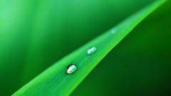 Plants water drops leaves