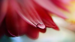 Plants water drops red flowers macro