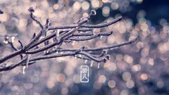 Plants winter ice cold bokeh