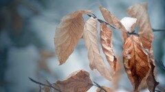 Plants winter leaves cold