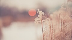 Plants winter outdoors cold