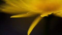 Plants yellow flowers Flowers