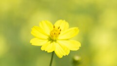 Plants yellow flowers Flowers Simple Background