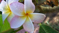 plumeria blossom closeup