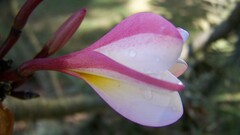 plumeria blossom closeup