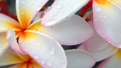plumeria water drops Flowers Plants colorful petals