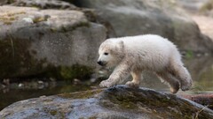 Polar Bears Animals baby animals rock
