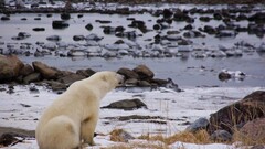 Polar Bears Animals river