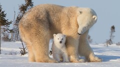Polar Bears Animals snow baby animals national geographic