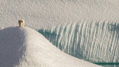 Polar Bears Arctic Animals snow ice dunes