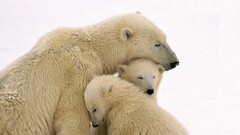 Polar Bears snow Animals nature baby animals family