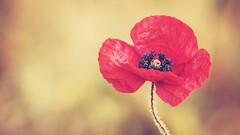 Poppies Flowers macro Plants red flowers
