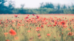 Poppies nature field Flowers red flowers Plants outdoors