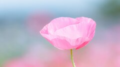 Poppies Plants pink flowers Flowers
