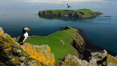 puffins national geographic Island Birds coast Scotland uk