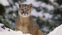 puma Animals Mammals snow wildlife
