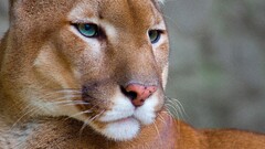 pumas Animals big cats cats cougars