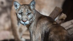 pumas Animals big cats Mammals