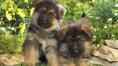 Puppies Animals dog German shepherd Flowers