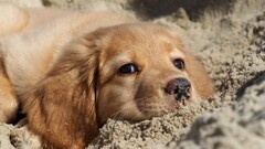 Puppies Animals sand dog good boy