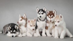 Puppies dog Animals Mammals