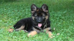 Puppies dog German shepherd Animals Clovers Mammals tongue out